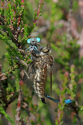 BUITEN BEELD Foto: 320012