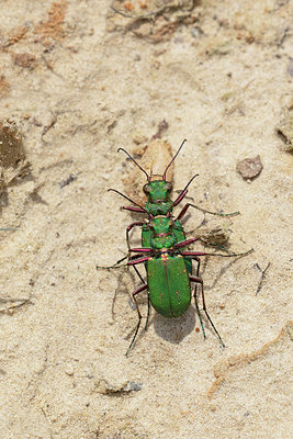 BUITEN BEELD Foto: 320018