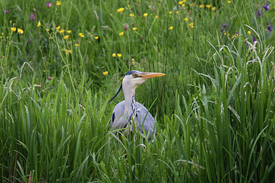 BUITEN BEELD Foto: 320113