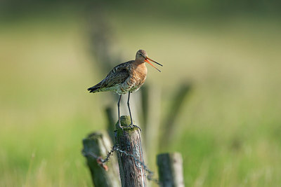 BUITEN BEELD Foto: 320117