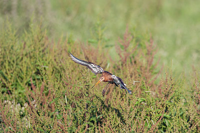 BUITEN BEELD Foto: 320119