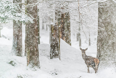 BUITEN BEELD Foto: 320237