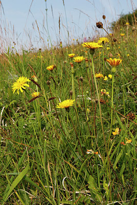 BUITEN BEELD Foto: 320321