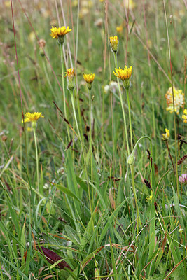 BUITEN BEELD Foto: 320322