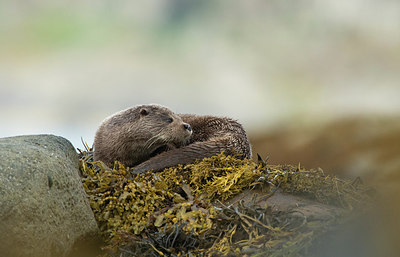 BUITEN BEELD Foto: 320346