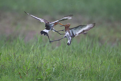 BUITEN BEELD Foto: 320353