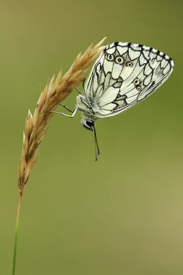 BUITEN BEELD Foto: 320437