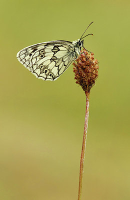 BUITEN BEELD Foto: 320438