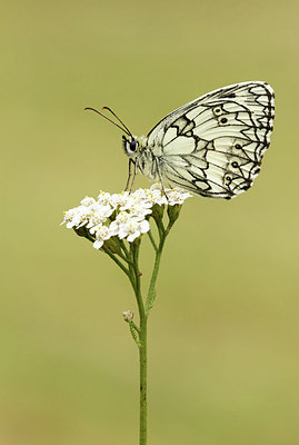 BUITEN BEELD Foto: 320439