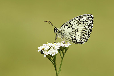 BUITEN BEELD Foto: 320441