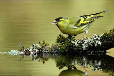 BUITEN BEELD Foto: 320442