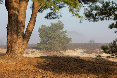 BUITEN BEELD Foto: 320468
