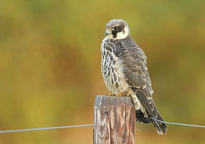 BUITEN BEELD Foto: 320471