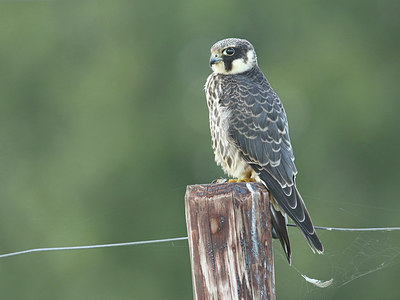 BUITEN BEELD Foto: 320473