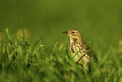 BUITEN BEELD Foto: 320482