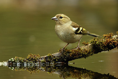 BUITEN BEELD Foto: 320535