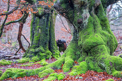 BUITEN BEELD Foto: 320556