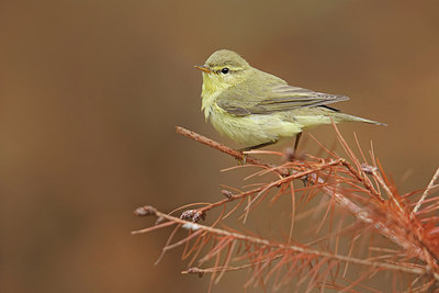 BUITEN BEELD Foto: 320644