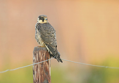 BUITEN BEELD Foto: 320647