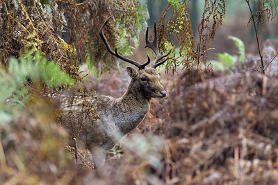 BUITEN BEELD Foto: 320680