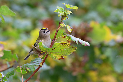 BUITEN BEELD Foto: 320689