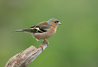 BUITEN BEELD Foto: 320697