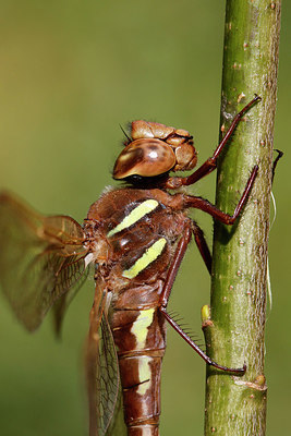 BUITEN BEELD Foto: 320740