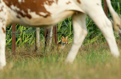 BUITEN BEELD Foto: 320754