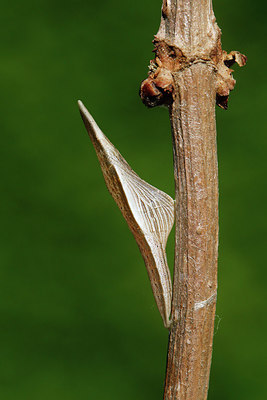 BUITEN BEELD Foto: 320757