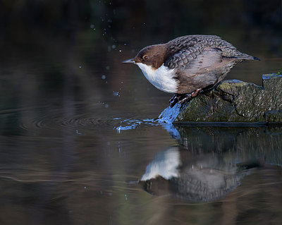 BUITEN BEELD Foto: 320759