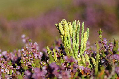 BUITEN BEELD Foto: 320778