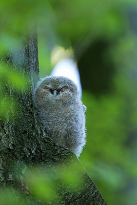 BUITEN BEELD Foto: 320781