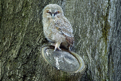 BUITEN BEELD Foto: 320782