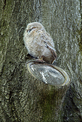 BUITEN BEELD Foto: 320783
