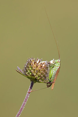 BUITEN BEELD Foto: 320787