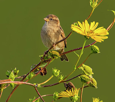 BUITEN BEELD Foto: 320830