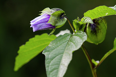 BUITEN BEELD Foto: 320837