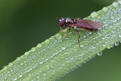 BUITEN BEELD Foto: 320838