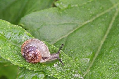 BUITEN BEELD Foto: 320841