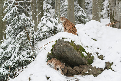 BUITEN BEELD Foto: 320858