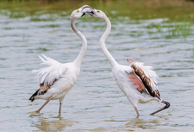 BUITEN BEELD Foto: 320896