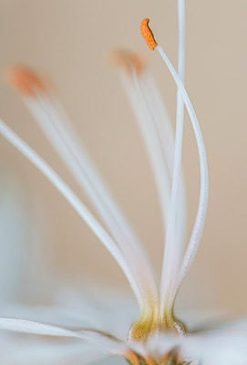 BUITEN BEELD Foto: 320944