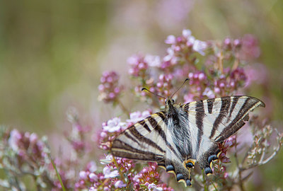 BUITEN BEELD Foto: 320973