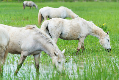 BUITEN BEELD Foto: 320974