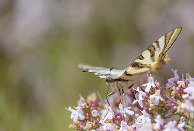 BUITEN BEELD Foto: 320979