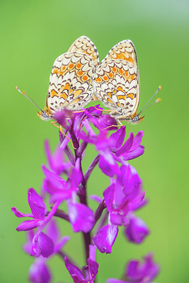 BUITEN BEELD Foto: 321059