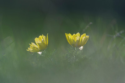 BUITEN BEELD Foto: 321100