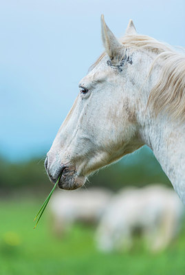 BUITEN BEELD Foto: 321166