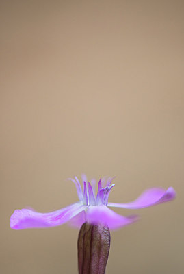 BUITEN BEELD Foto: 321275