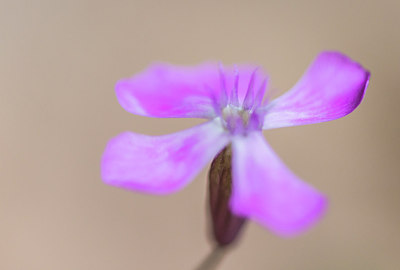 BUITEN BEELD Foto: 321299